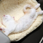 会社で寝る猫｜短足マンチカンきなこ