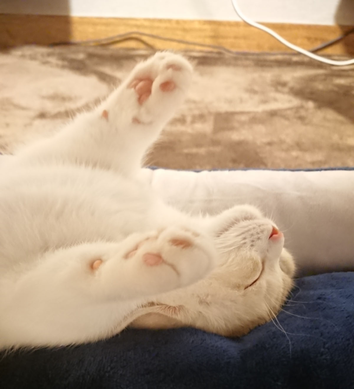 手を上げて寝る猫｜短足マンチカンきなこ