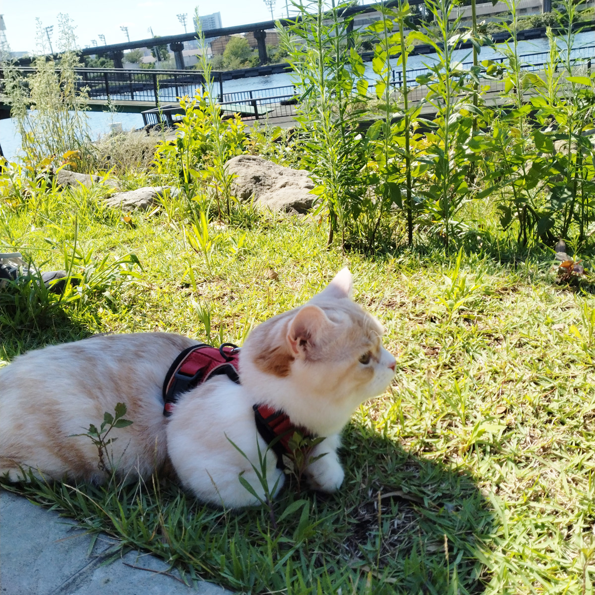 草むらに横たわる猫｜短足マンチカンきなこ