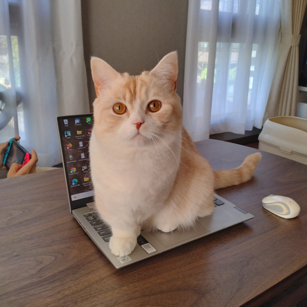 ノートパソコンに乗る猫｜短足マンチカン　きなこ