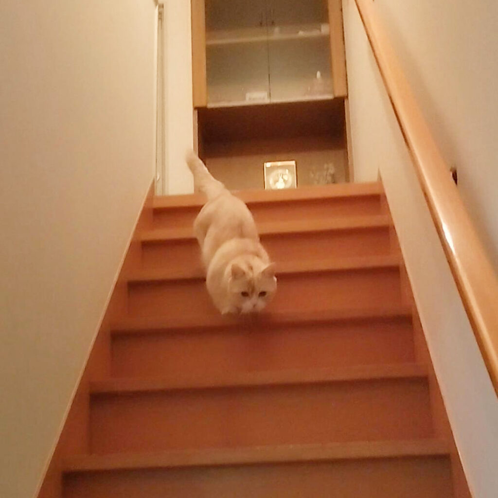 階段を下りる猫｜短足マンチカン　きなこ