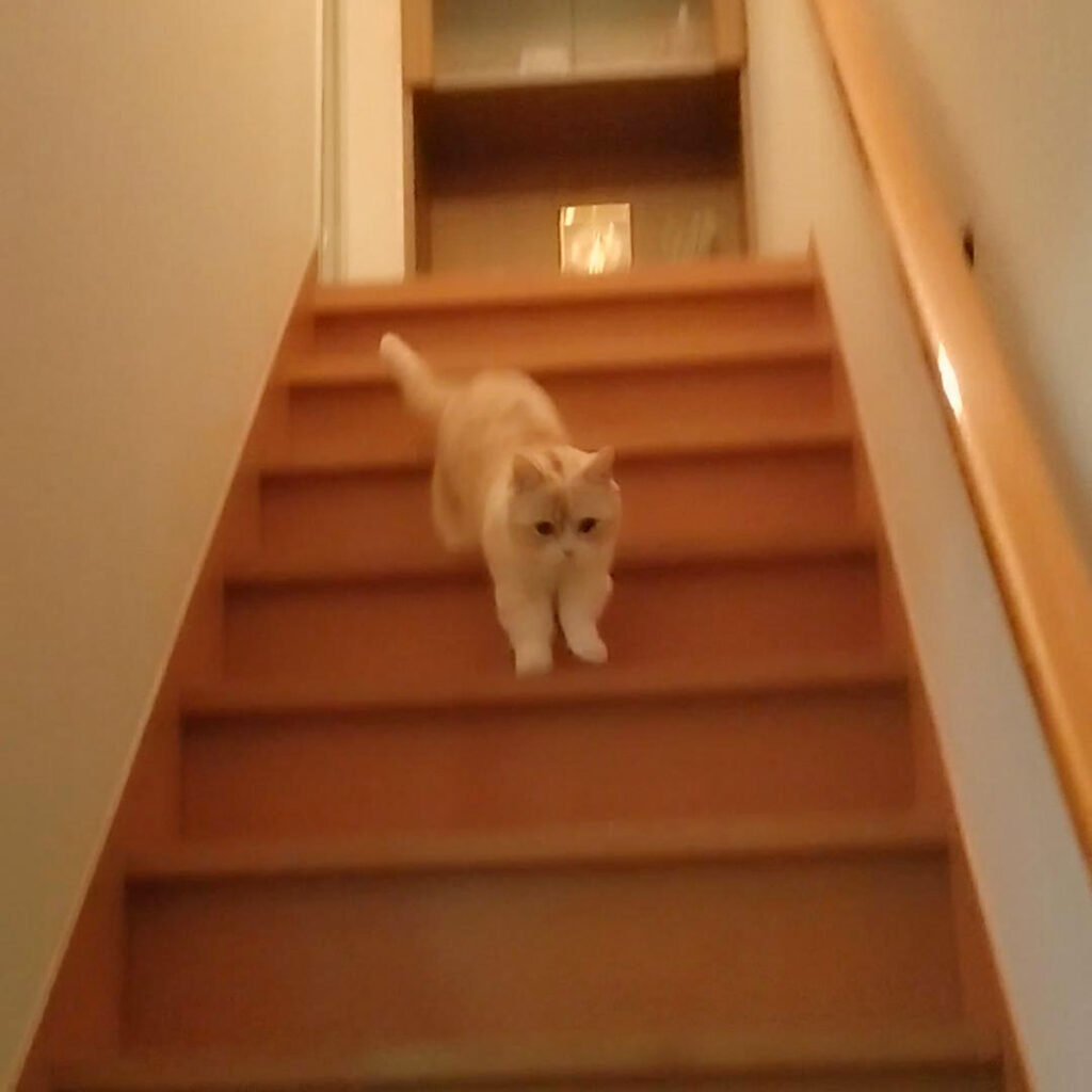 短足猫が階段を下りる｜短足マンチカン　きなこ