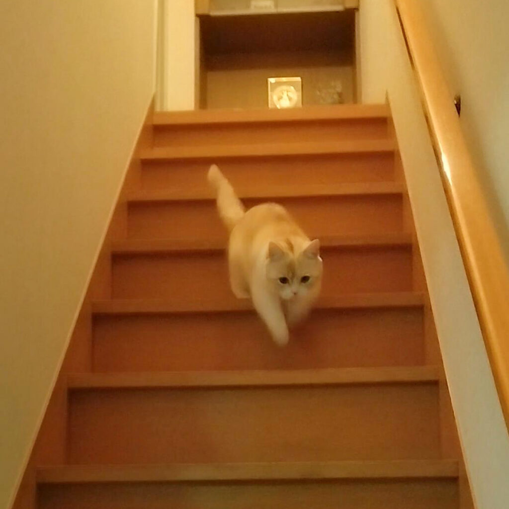 真剣な表情で階段を下りる猫｜短足マンチカン　きなこ